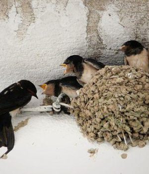 arquitectura biodiversitat